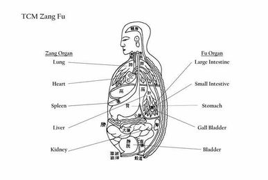 Zang Fu Organ Theory: The Yin/Yang of Your Internal Body