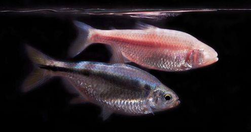 A fish that barely sleeps could help turn humans into all-night party animals