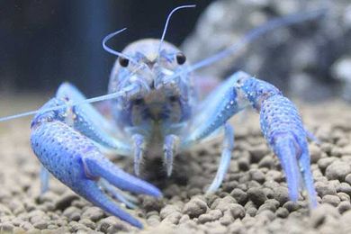 Everything but the Fish: How Seahorses, Octopuses, and Other Creatures Can Make for an Unforgettable Aquarium