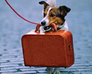 Need Dog Boarding? Here's How to Prepare