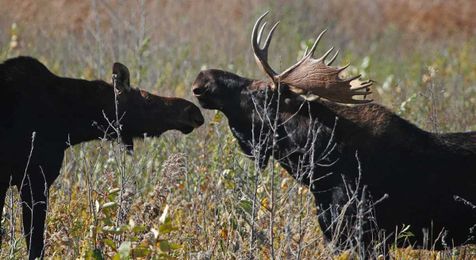 Annual Minnesota moose census finds numbers low but stable