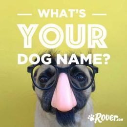 Dog Name Generator: What Would Your Dog Name Be?