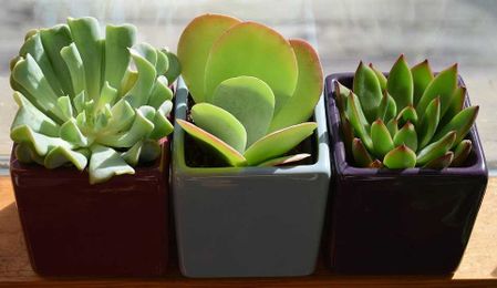 Tips for Moving Houseplants, Fish and Other Live Things
