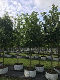 Signs You Need To Visit A Tree Nursery