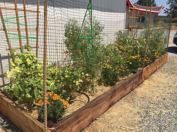 Control Garden Pests with Inexpensive, Safe Methods