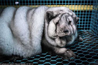 Tell Pendleton the Time to Ditch Fur Is Now!