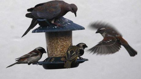 Feeders can spread dangerous diseases to birds. Here's what you can do.