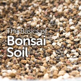 The Basics of Bonsai Soil