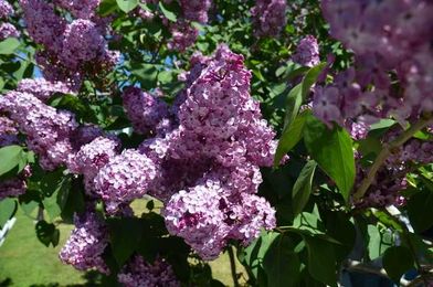 When Should You Prune Your Trees and Shrubs?
