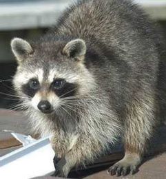 Wisconsin’s Top 8 Small Animals in Pest Control