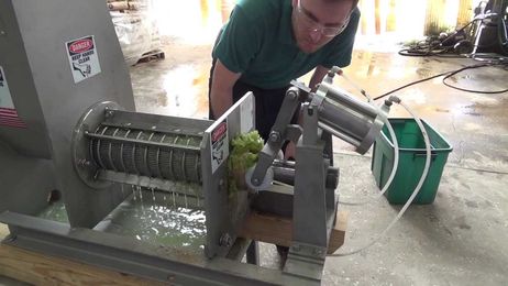Pressing Seedless Grapes with a Vincent CP-4 SCREW PRESS