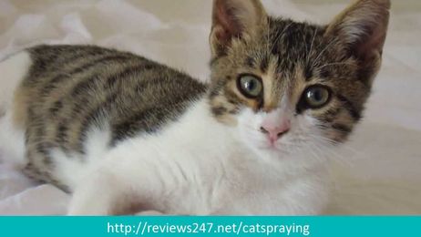 Why is my Cat Spraying Everywhere?