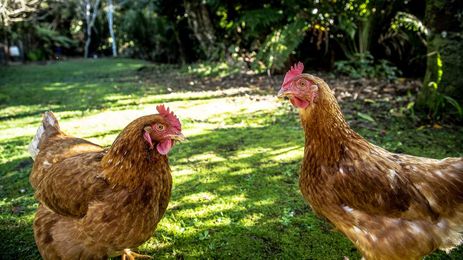 Do Backyard Chickens Need More Rules?