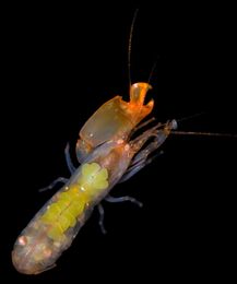 These Neon Shrimp Are the Bees of the Sea—Here's Why