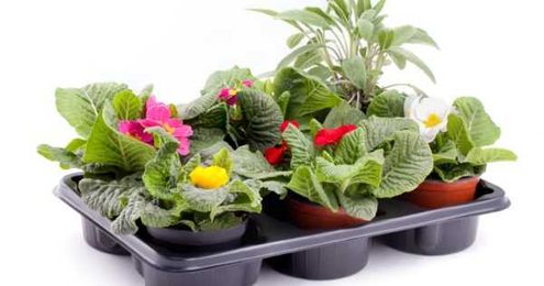 Gardeners Can Use Less Plastic Too!