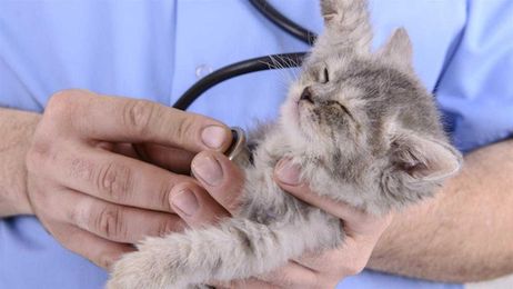Why Now Is the Time to Get Your Cat to Vet