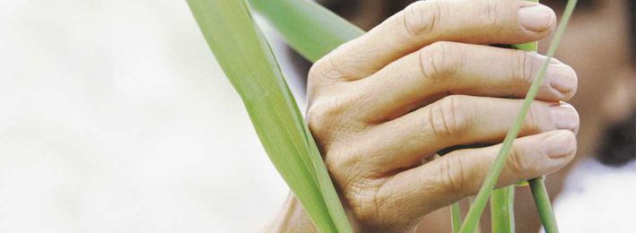 Why are plants green?