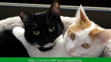 Male Neutered Cat Spraying