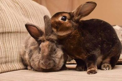 Things to Know About Rabbits Before Adoption