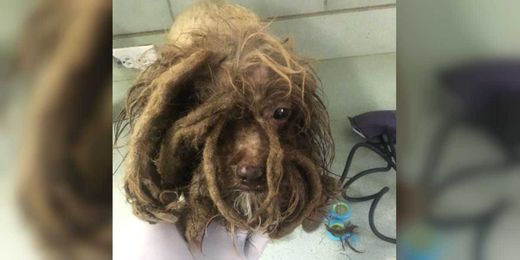 Tiny, Matted Dog Gets Most Amazing Makeover