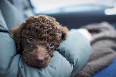 3 Important Life Lessons I Learned From My Dog That Help Me Run My Business