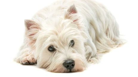 Helping an anxious dog adjust to a new groomer