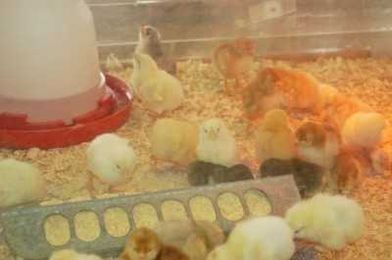 Tips for bringing baby chicks home
