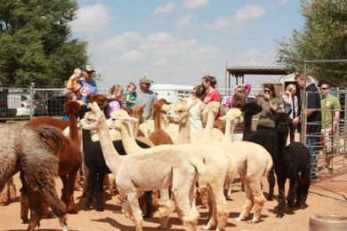 It’s Never Taxing at Windrush Alpacas