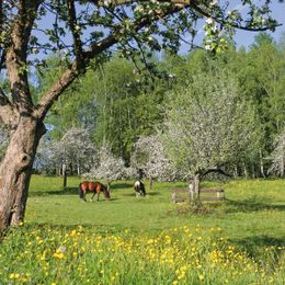 Managing Toxic Trees on Horse Farms