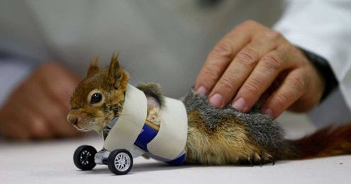Animal amputees walk again
