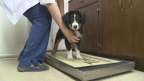 Veterinarians offer helpful advice when flying with your pets