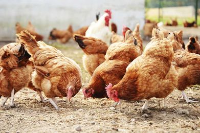 Enriched environments may aid chickens' response to stress