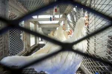 How 139 flocks of sentinel chickens help protect you from deadly disease