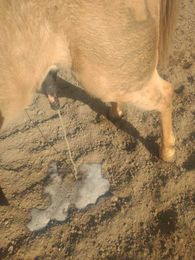 What can I do for my horse that has thick urine?