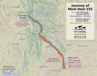 Doe traverses the Hole on 242-mile migration