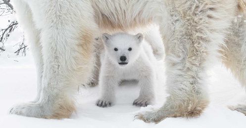 Pledge to Protect the Planet