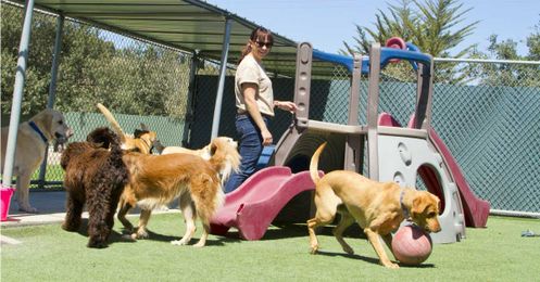 The Truth About Dog Daycare