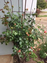 Imagine this inviting you to your back yard or garden