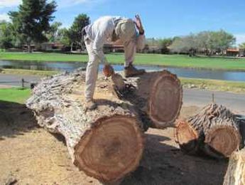 Why Tree Trimming Is Best Left to the Pros