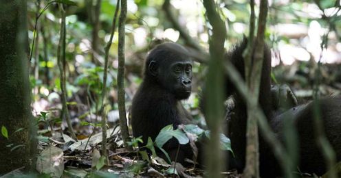 Choosing Animals Over People?