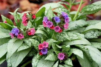 12 Pretty Perennials That are Made in the Shade