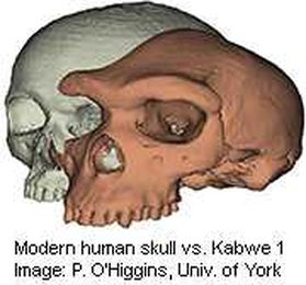 Eyebrow-Raising Finding on Communication Evolution