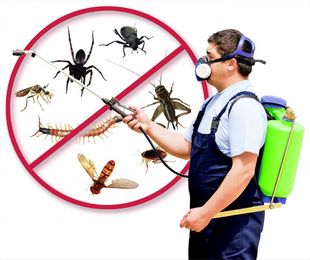 Tips For Hiring A Pest Control Professional.