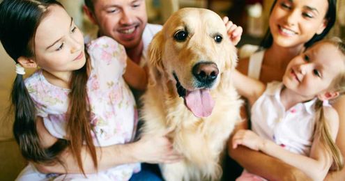 Dog hair everywhere? These pet hair products actually work