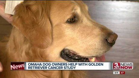 Why do so many golden retrievers get cancer? Omaha dog owners help with study