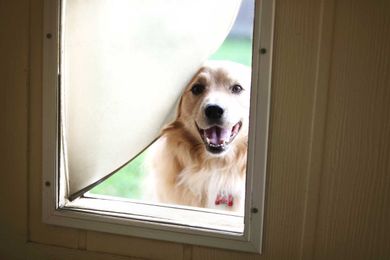 How Pet Doors Could Affect Your Energy Bills