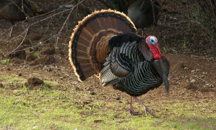 Recreational Land Loans Help Wildlife and Farmers