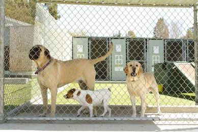 How To Prepare Your Dog for a Kennel Stay