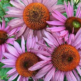 The Future of Landscaping is Ecological by Erik Ohlsen