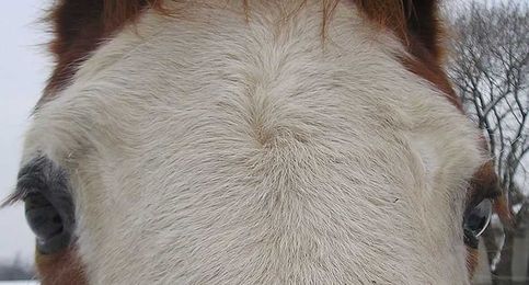 Horse Facial Swirls: Do They Mean Something?